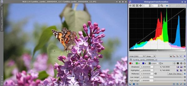Fotografía de una «Vanesa de los Cardos» y su histograma.