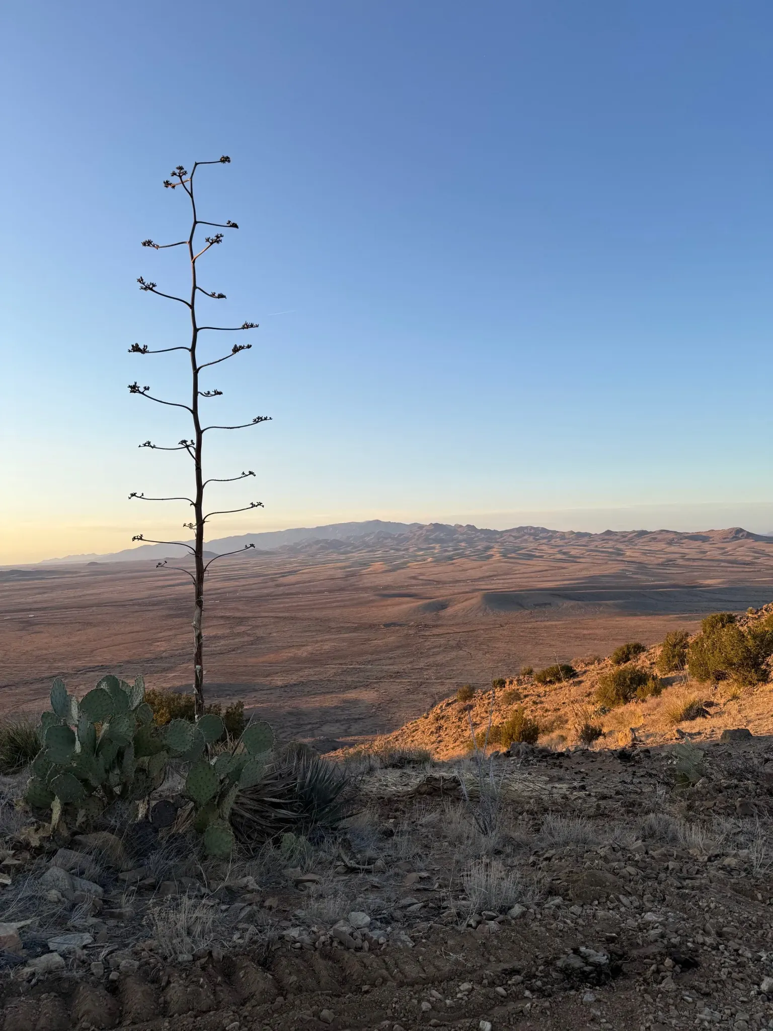 Desert sunset with that tall agave stealing the foreground.