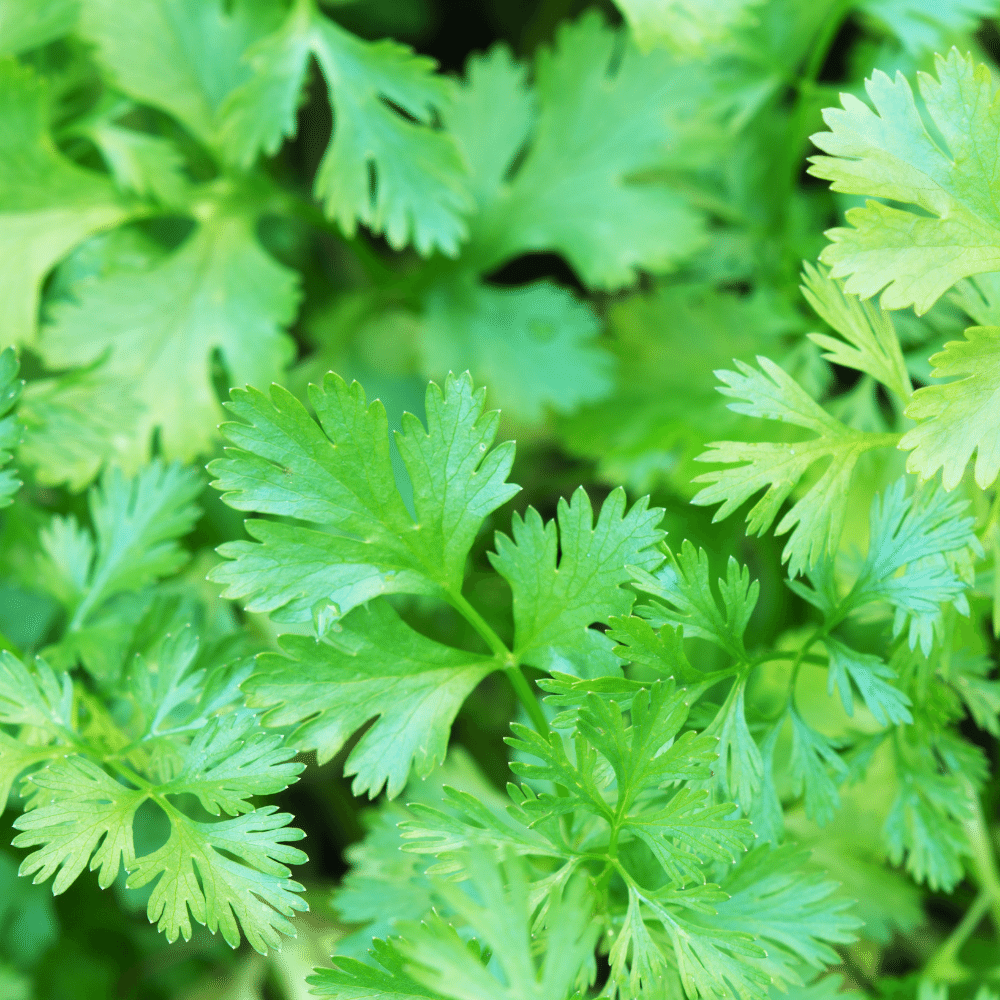 Cilantro