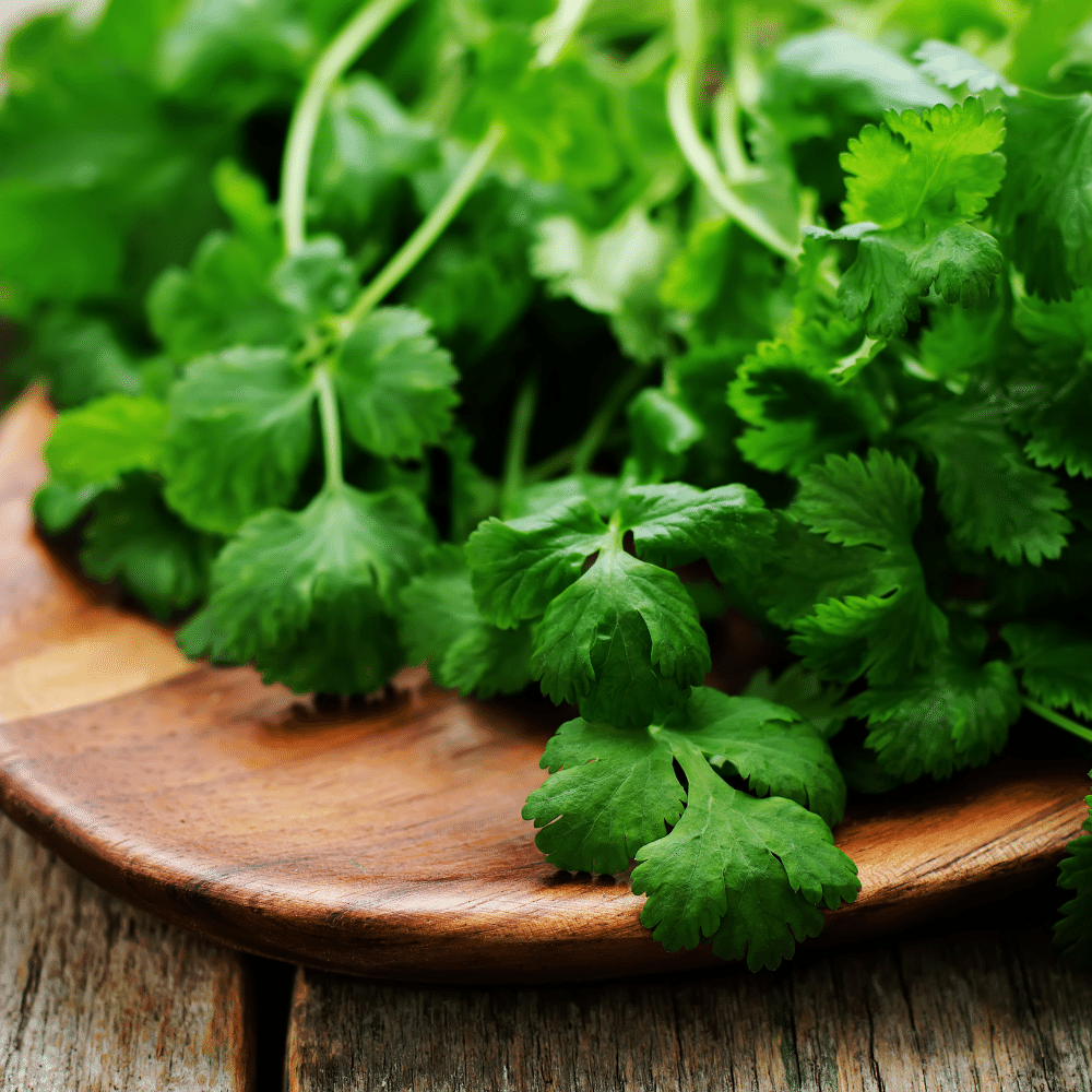 Coriander