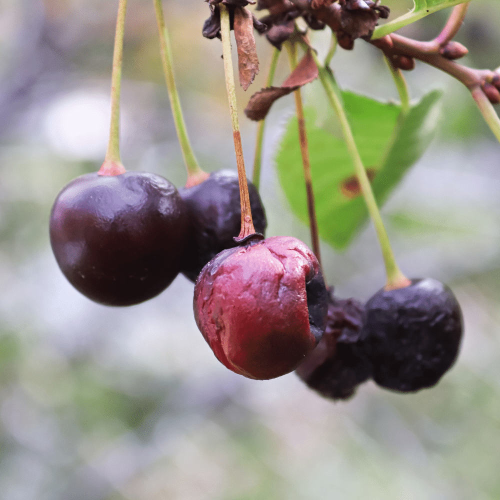 Overripe Cherry Recipes