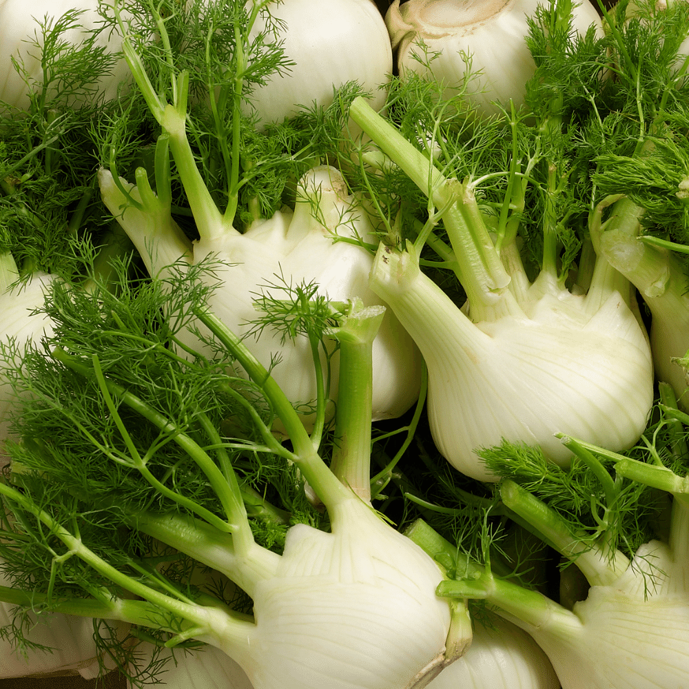 Fennel