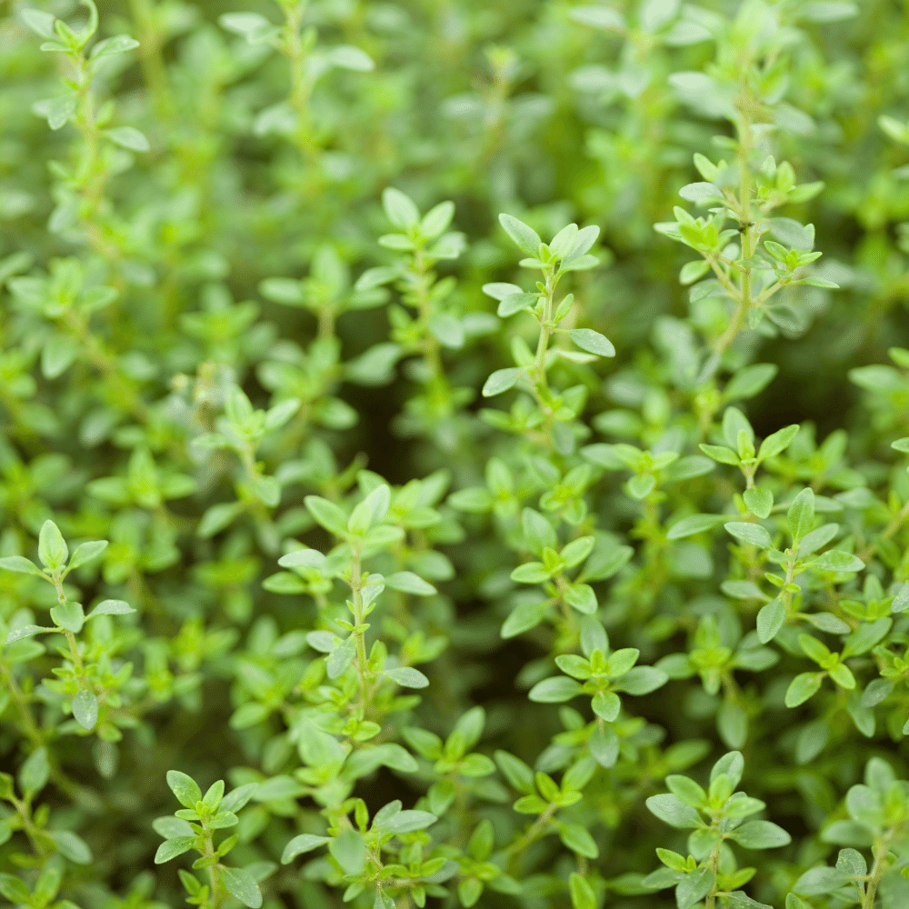 Thyme