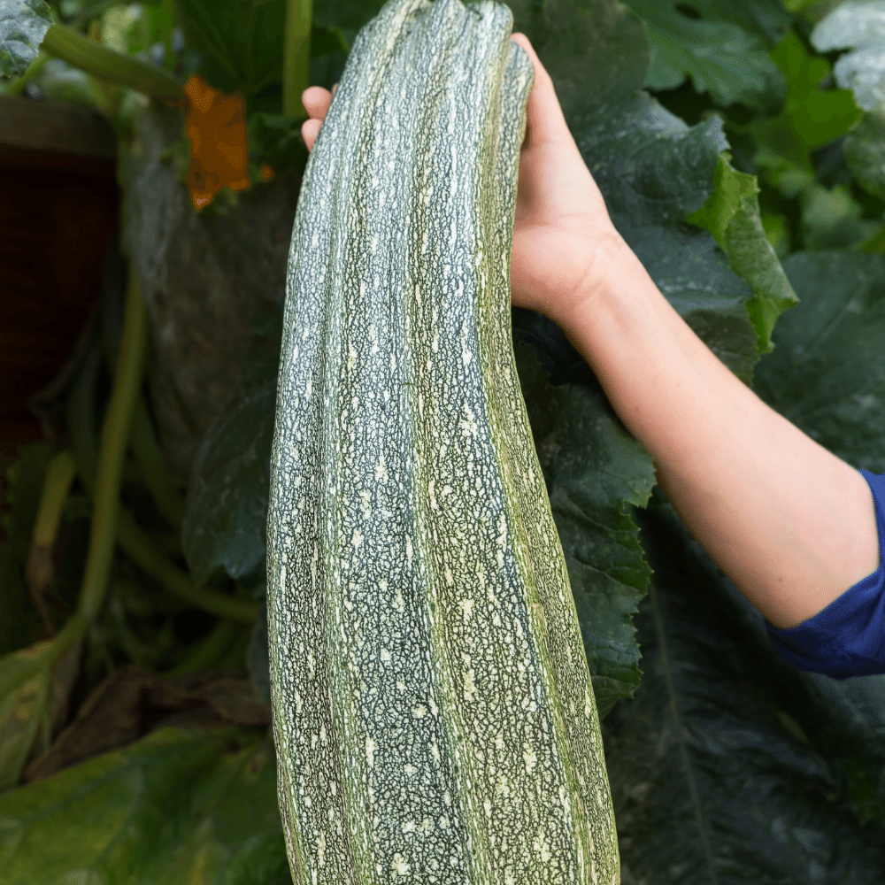 Large Courgettes recipes