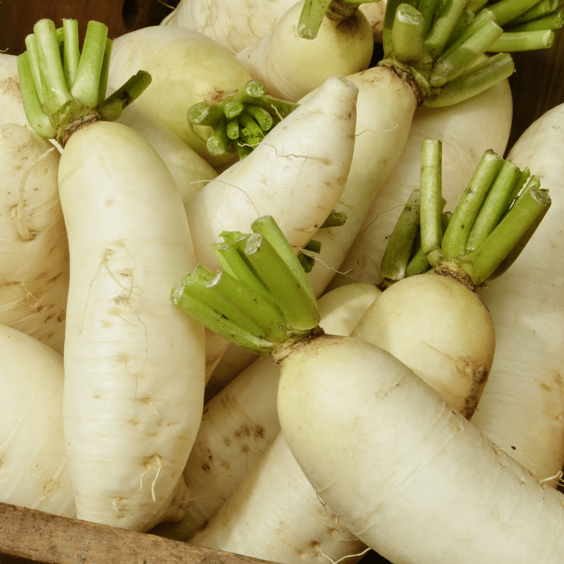 Daikon Radish