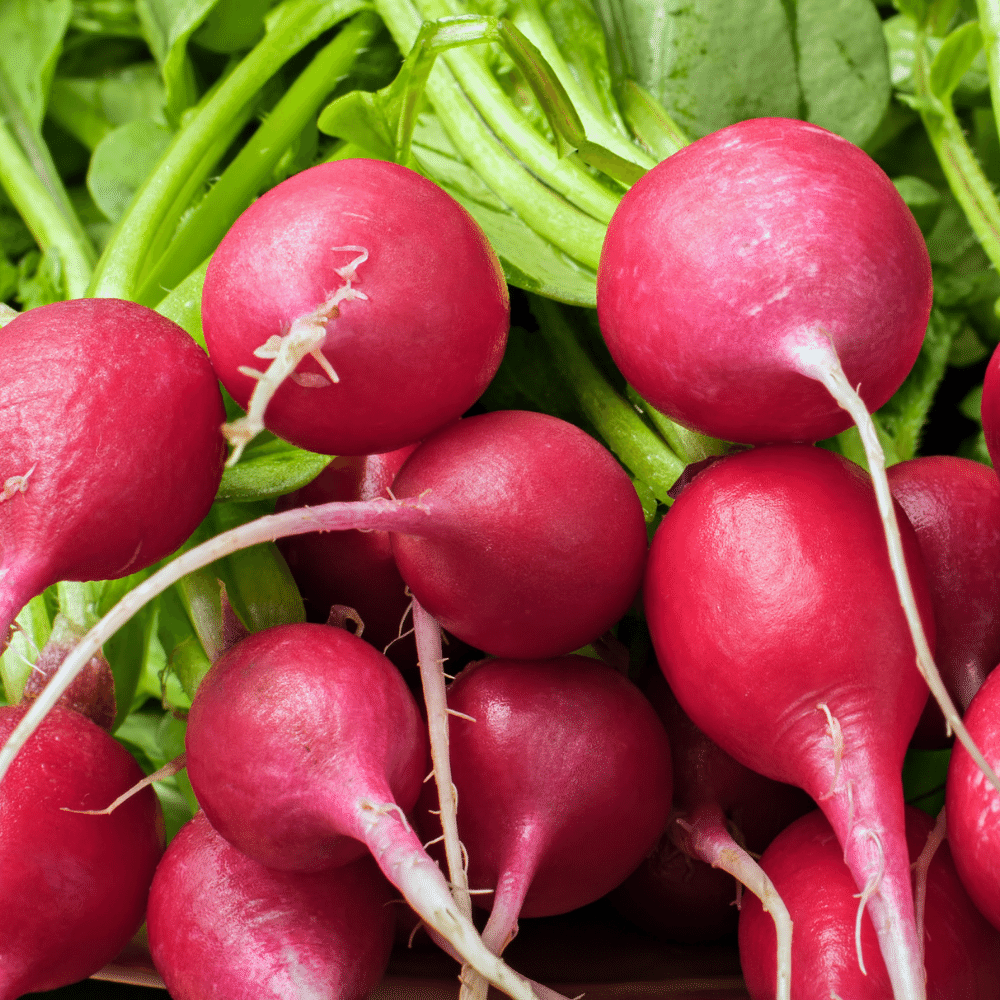 Radishes