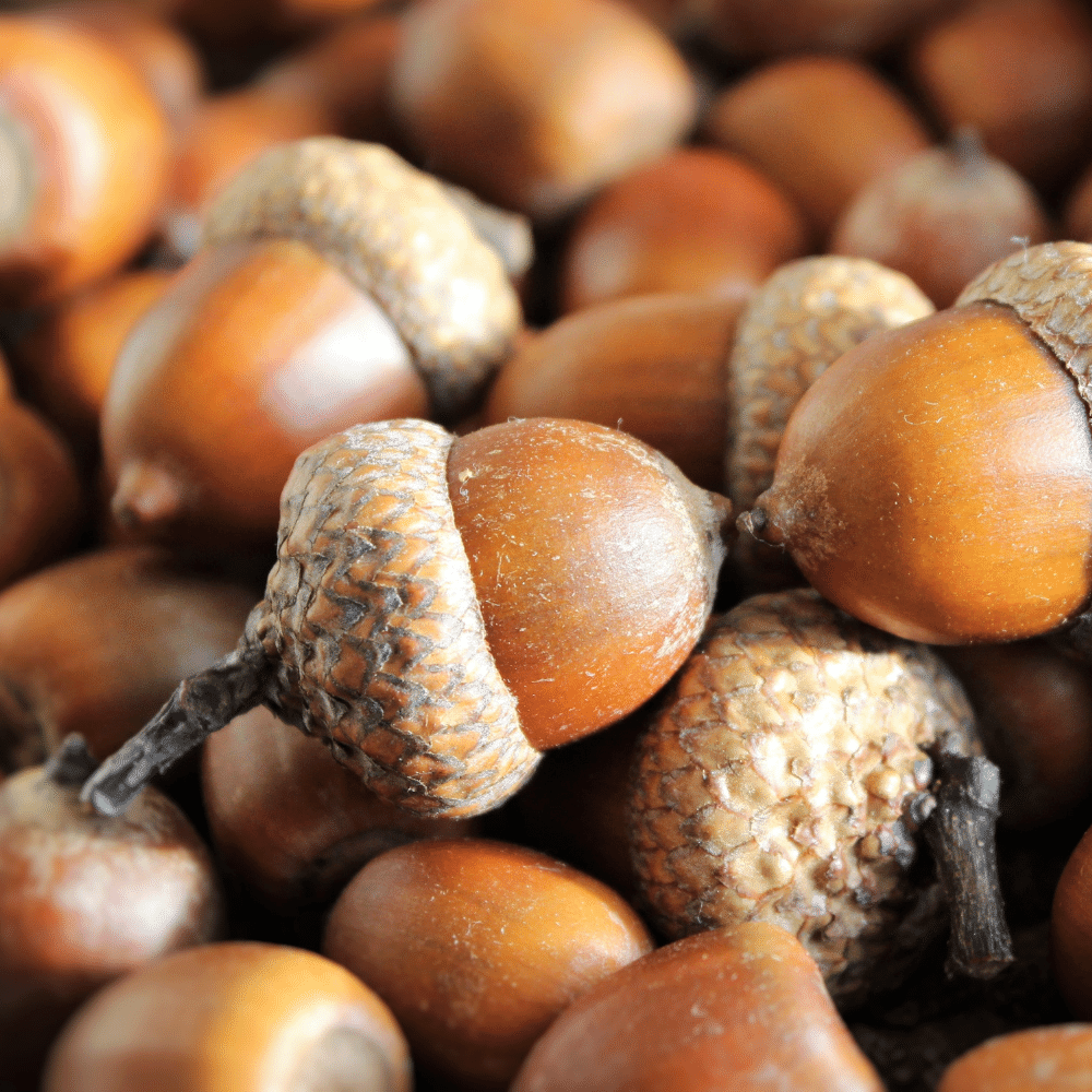Acorns