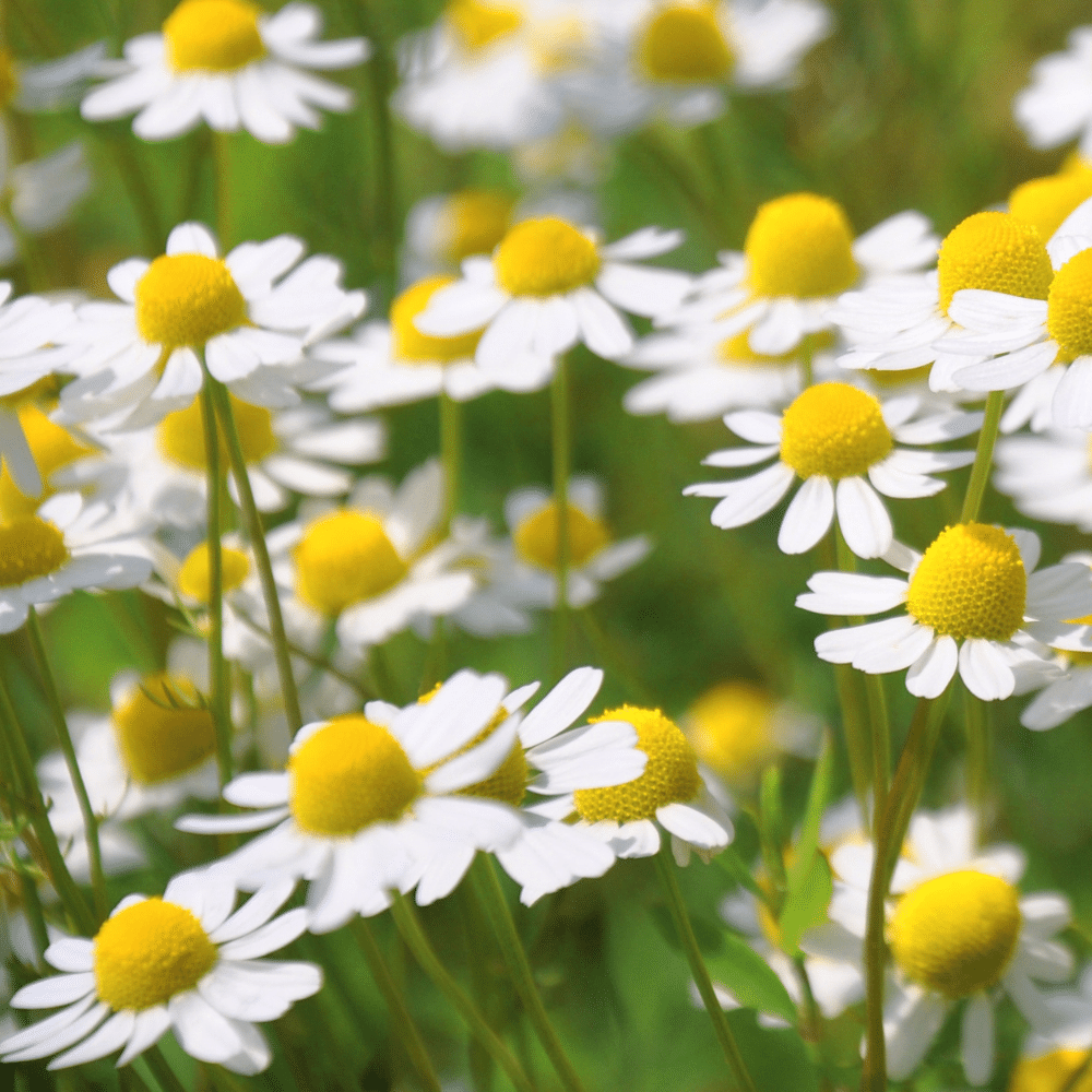 Chamomile