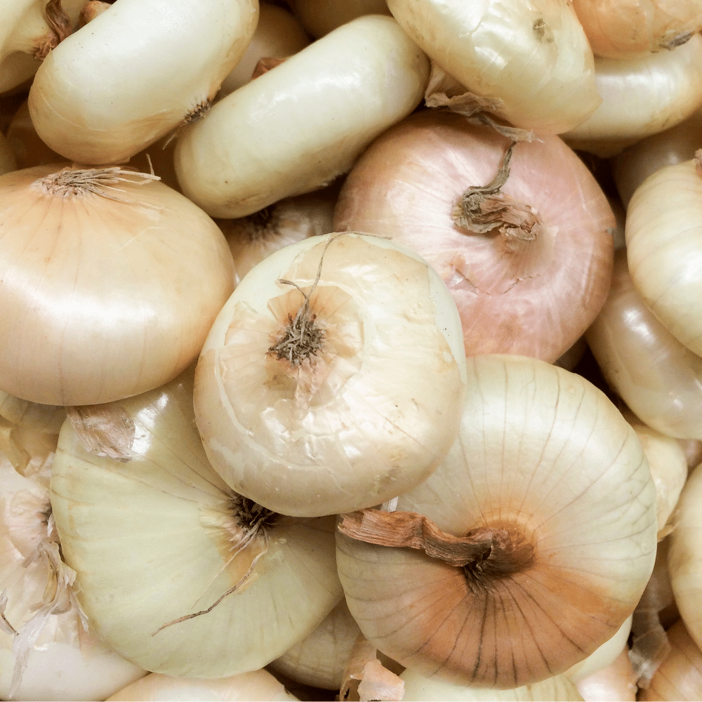 Cipollini onions