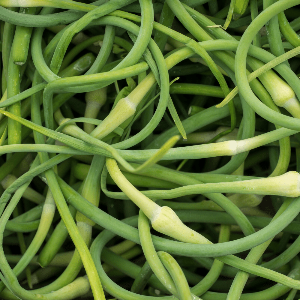 Garlic scapes