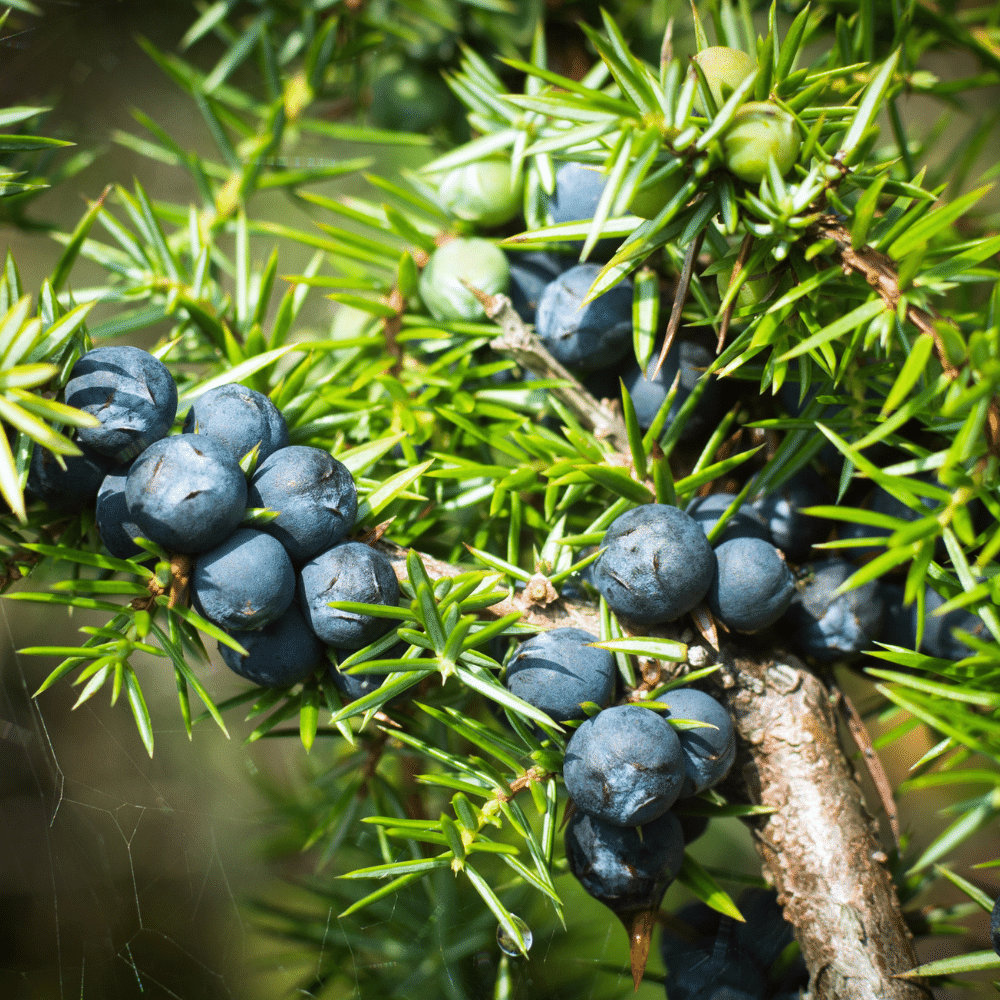 Juniper Berries