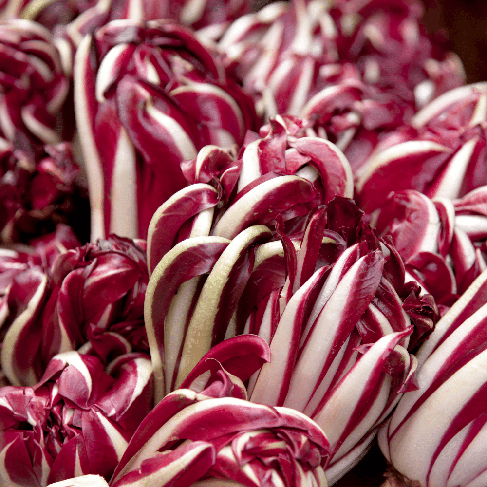 Radicchio
