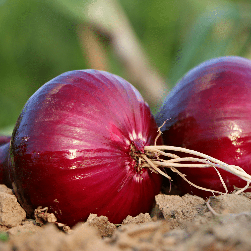 Red onion