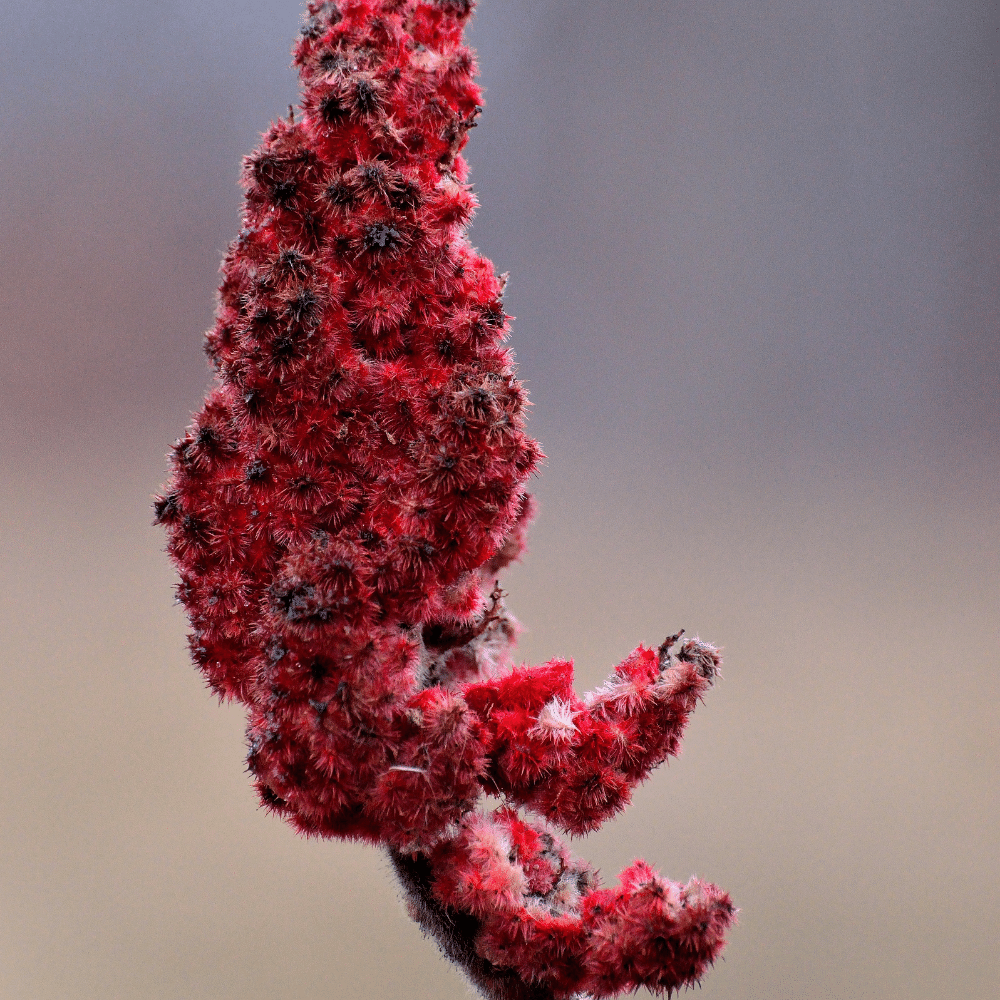 Sumac
