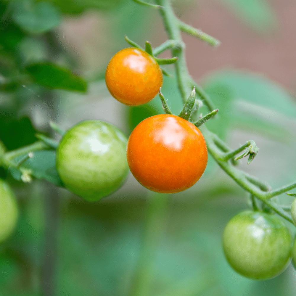 Sungold Tomatoes