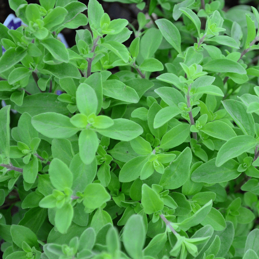 Sweet Marjoram