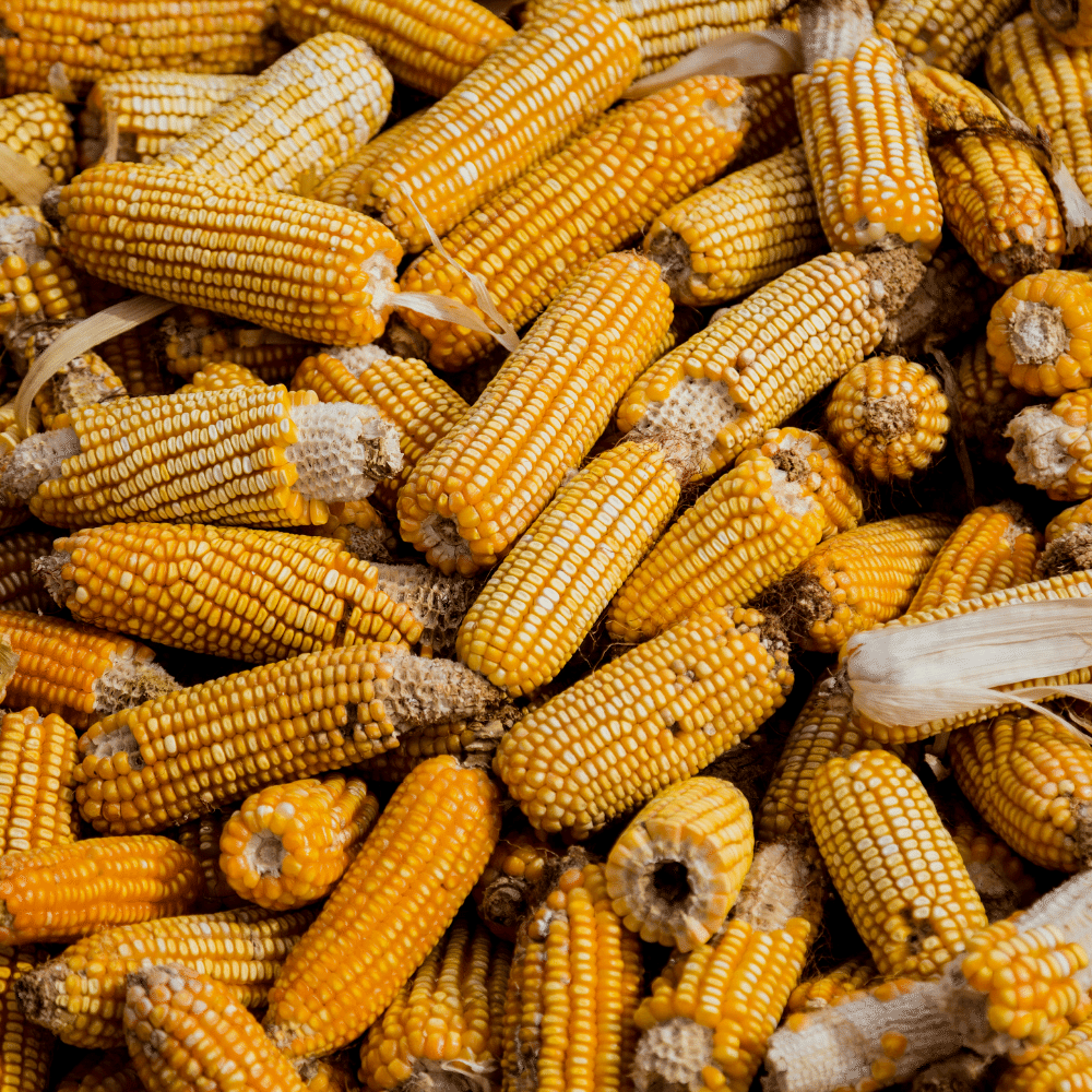 corn