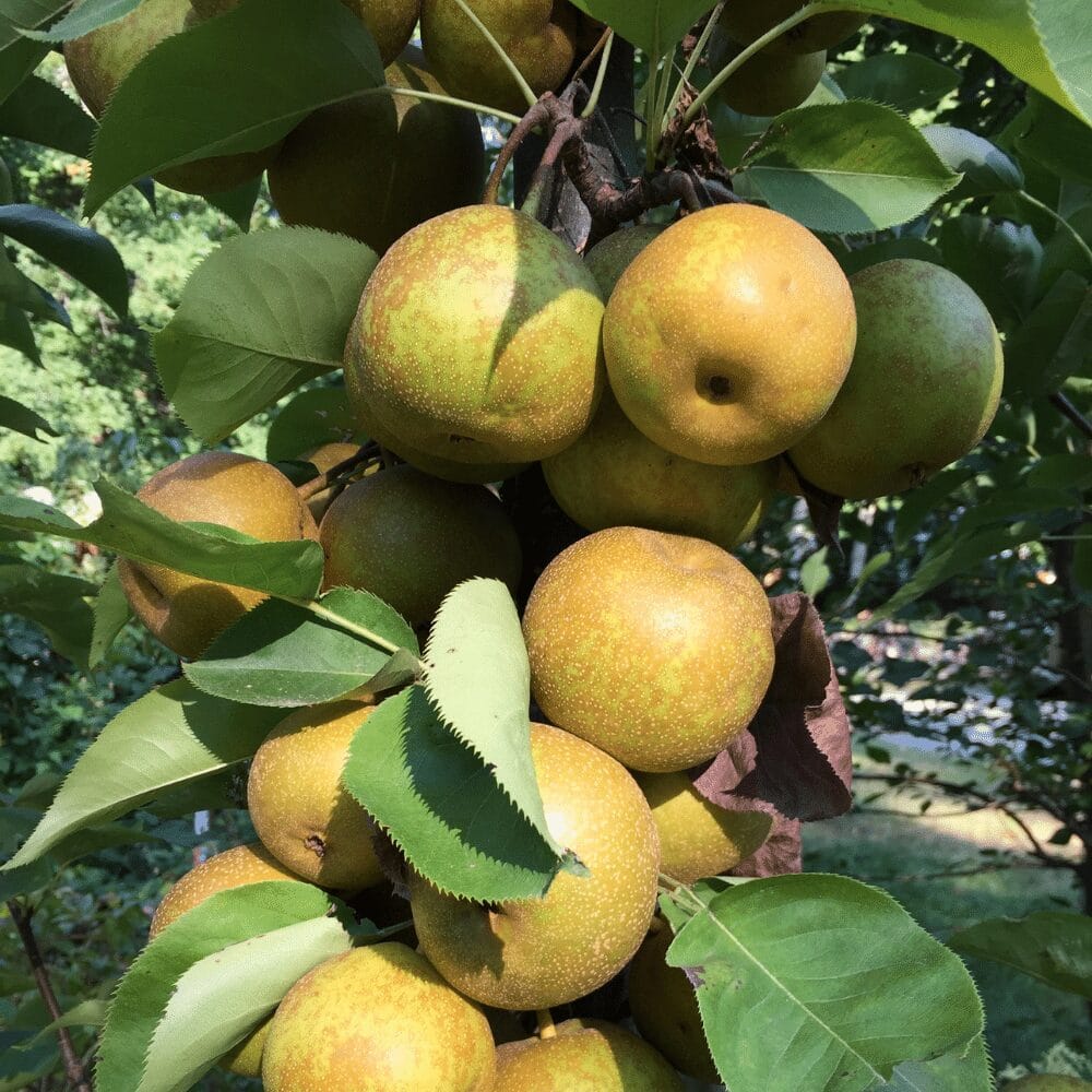 Asian pears