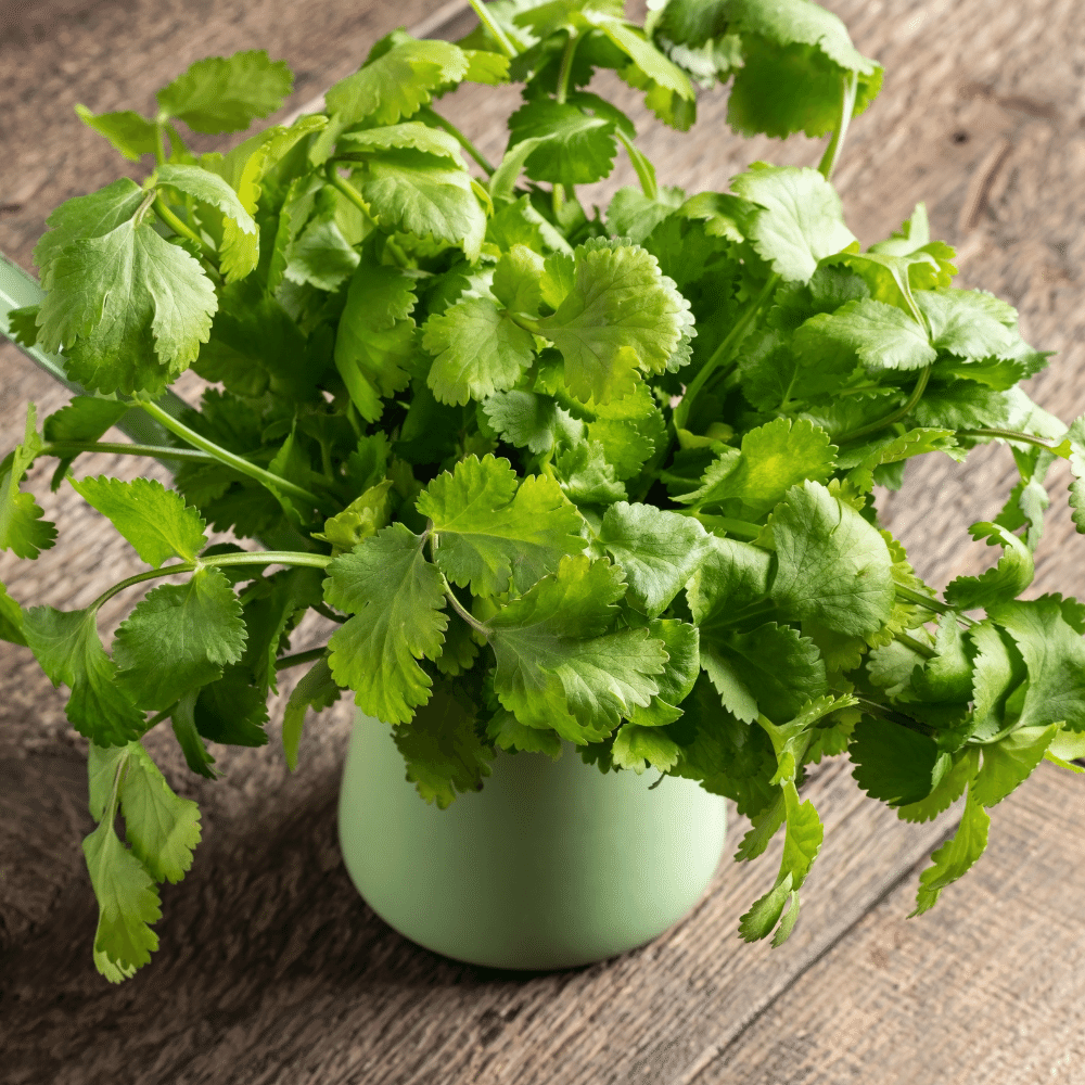 Cilantro Leaves