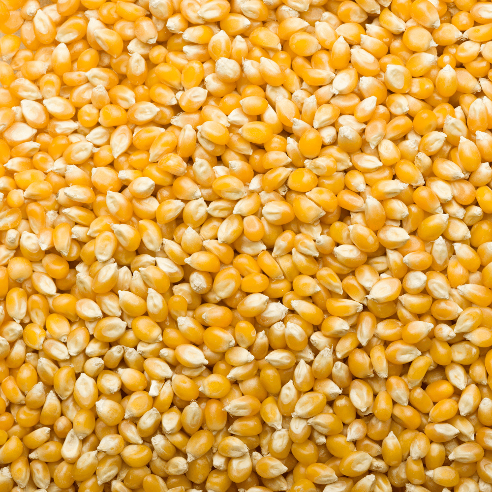 Corn Kernels