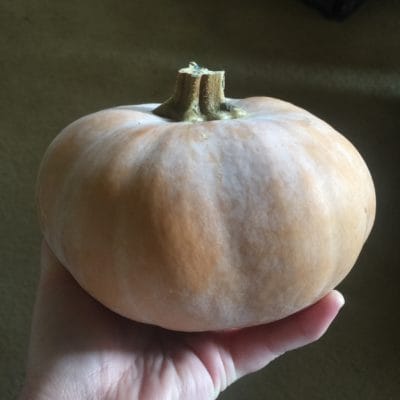 Butterkin Squash