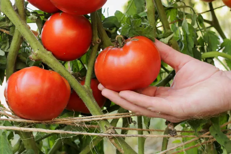 Beefsteak Tomatoes