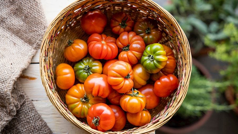 Costoluto fiorentino