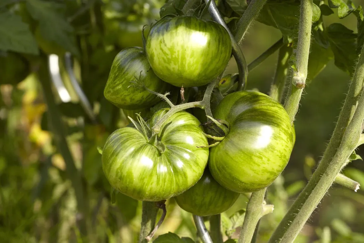 Green Zebra Tomatoes