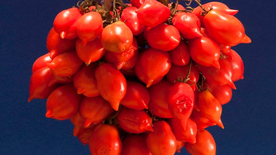 Pomodorino del Piennolo del Vesuvio