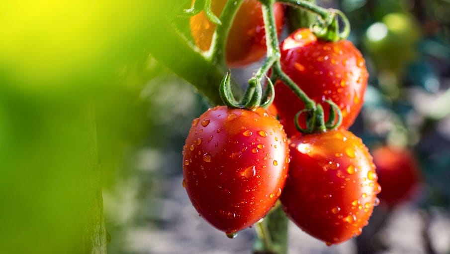 Pomodoro fiaschetto di Torre Guaceto