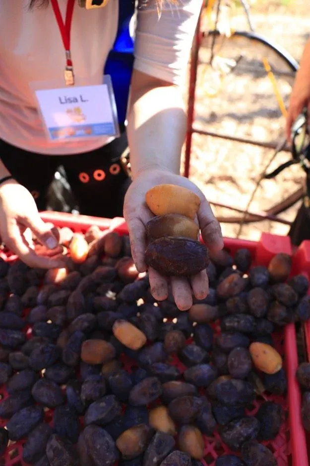 Medjool dates