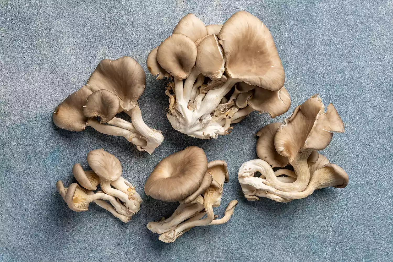 Oyster Mushrooms