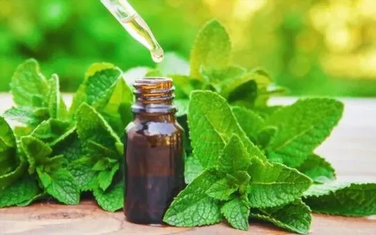 Peppermint Extract