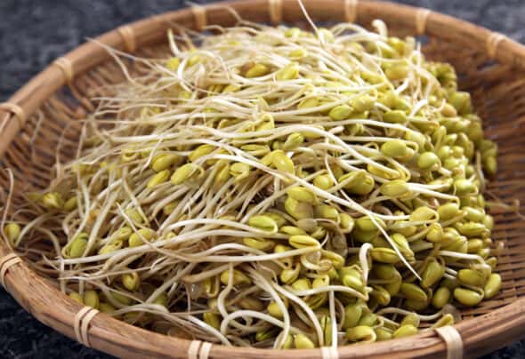 Soybean Sprouts