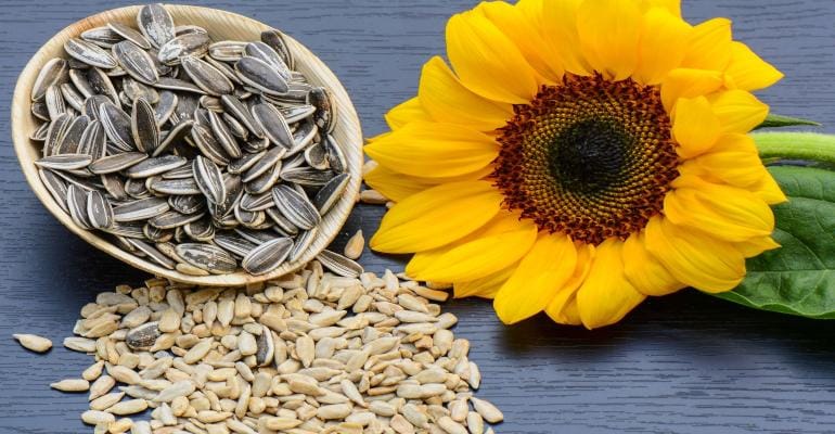 Sunflower Lecithin