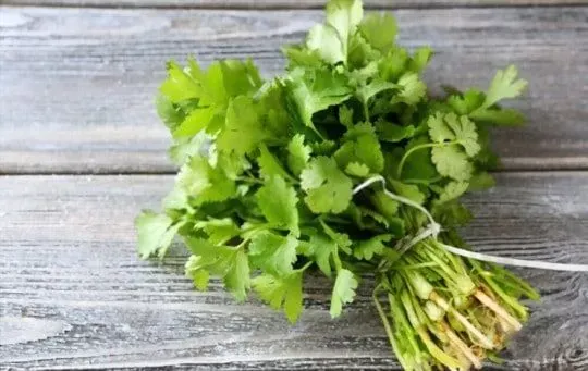 Cilantro