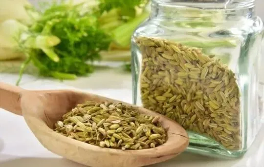 Fennel Seeds