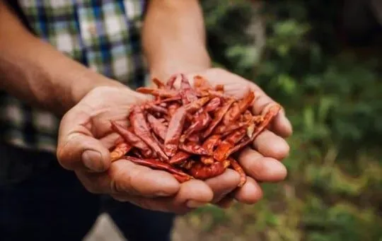 Guajillo Peppers
