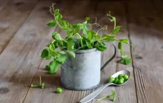 Pea Shoot