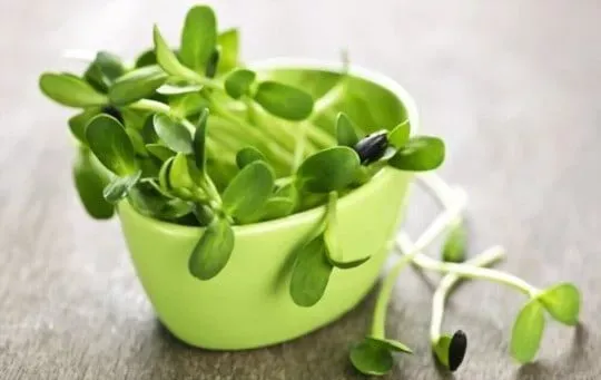 Sunflower Shoots