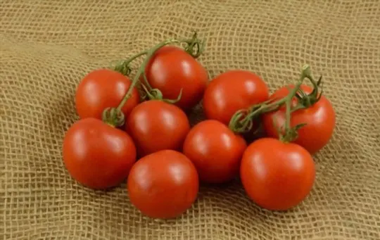 Campari Tomatoes