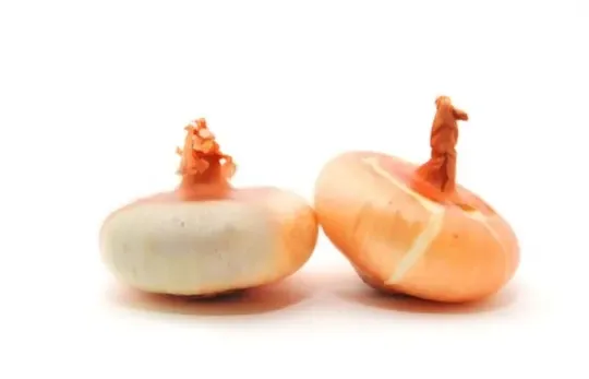 Cippolini Onions