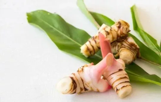 Galangal