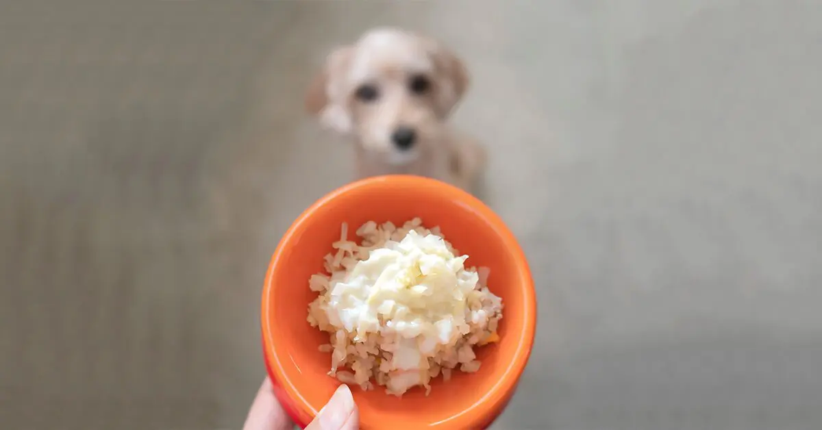Rice for Dogs