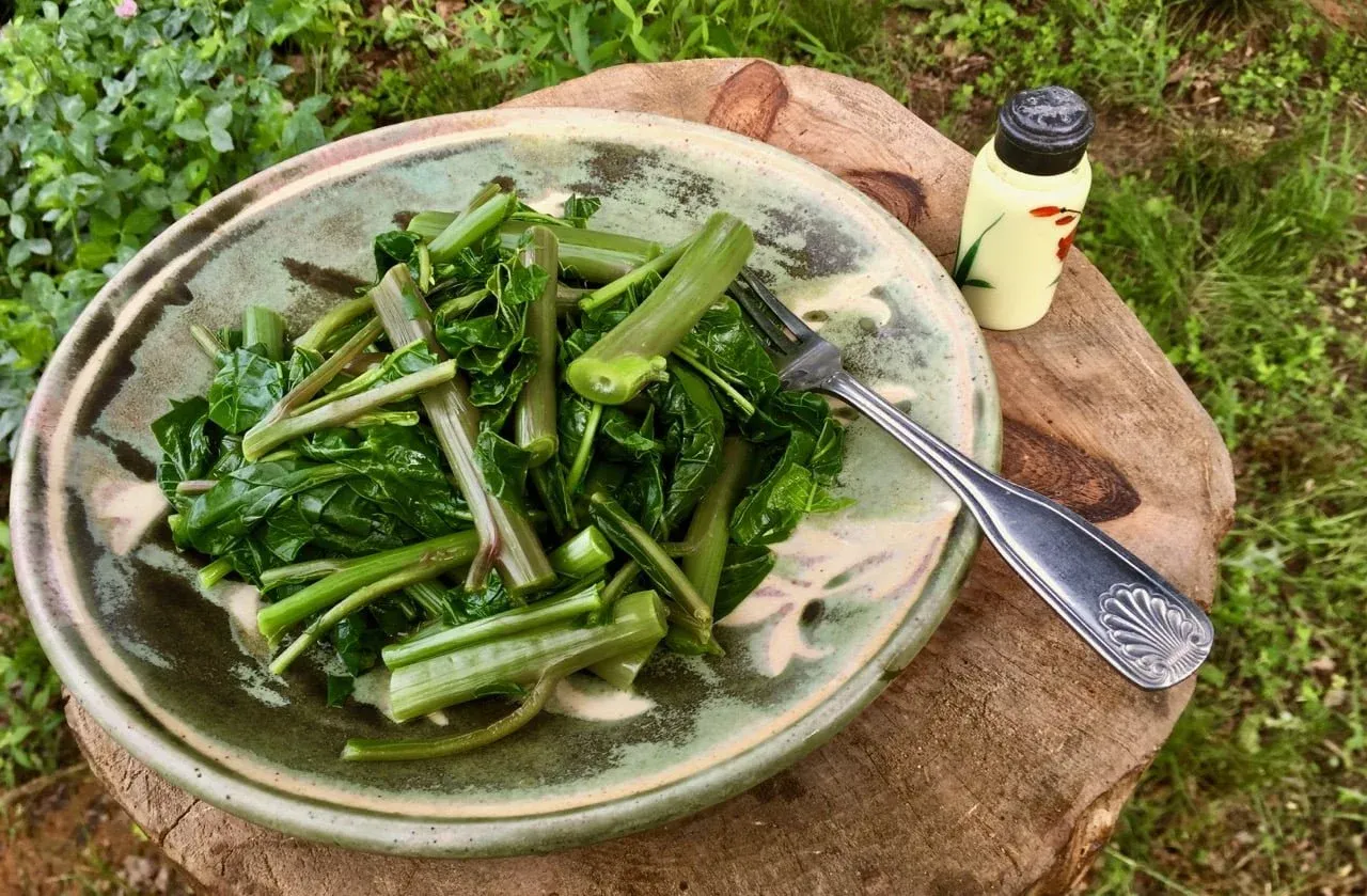Illinois's Dangerous Recipe: Unprocessed Pokeweed Salad