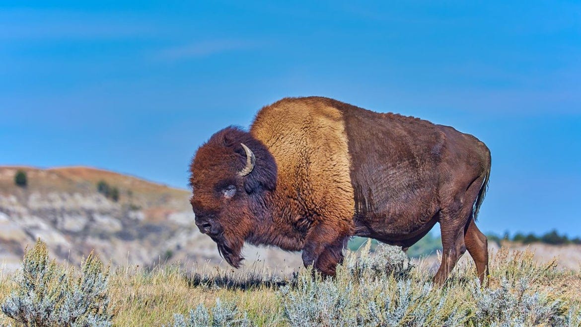 North Dakota - Bison Wellington ($135)