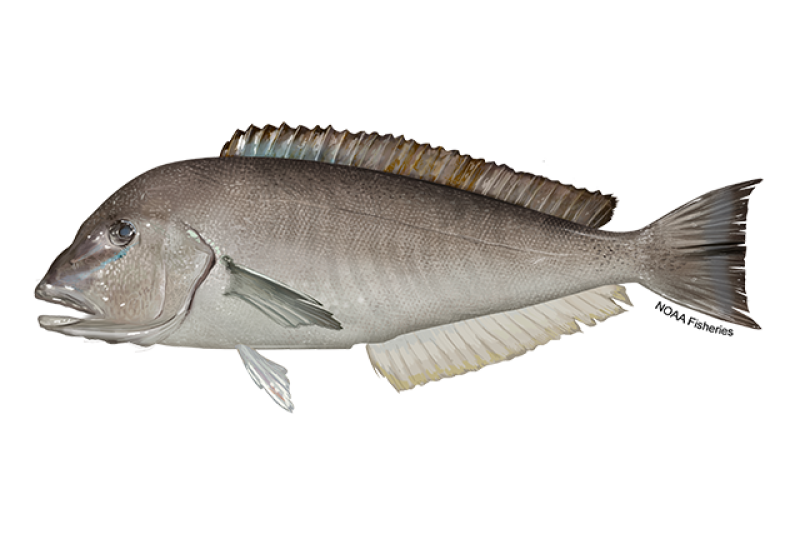 Tilefish