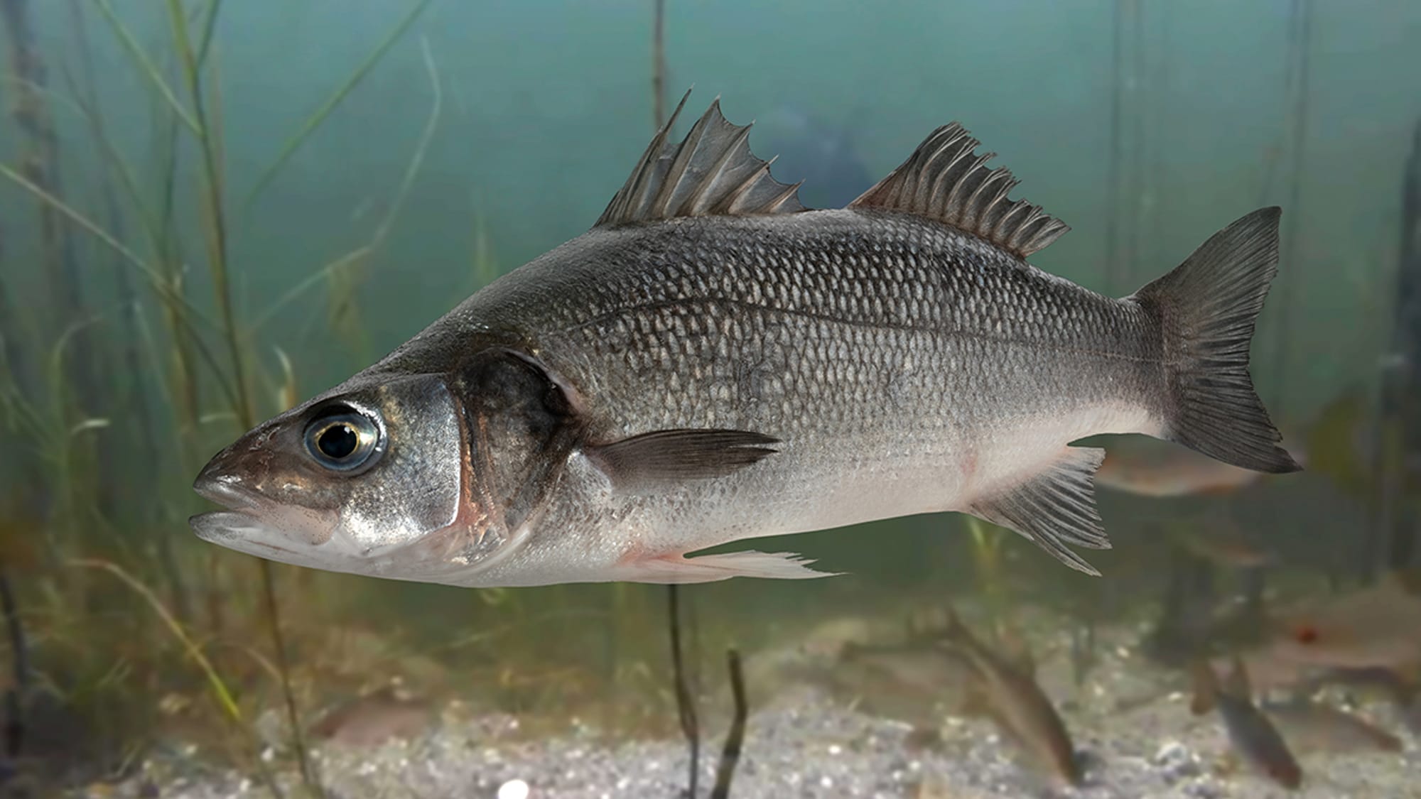 Chilean Sea Bass