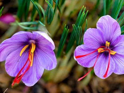 Saffron