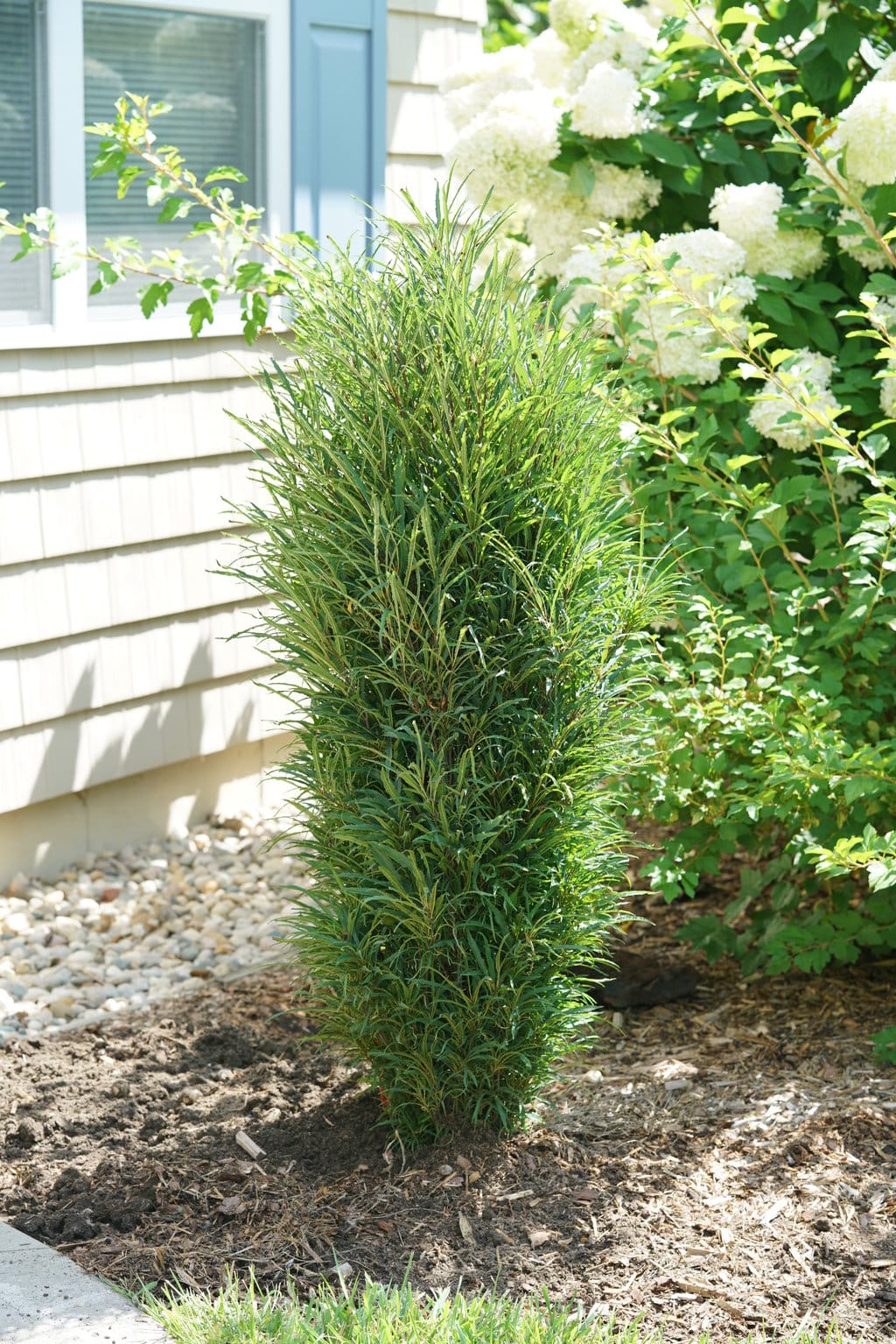 tree fine line